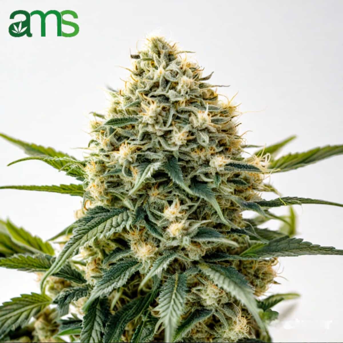 Mescalina® Feminized Seeds