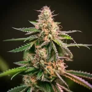 Canut® Autoflower Seeds