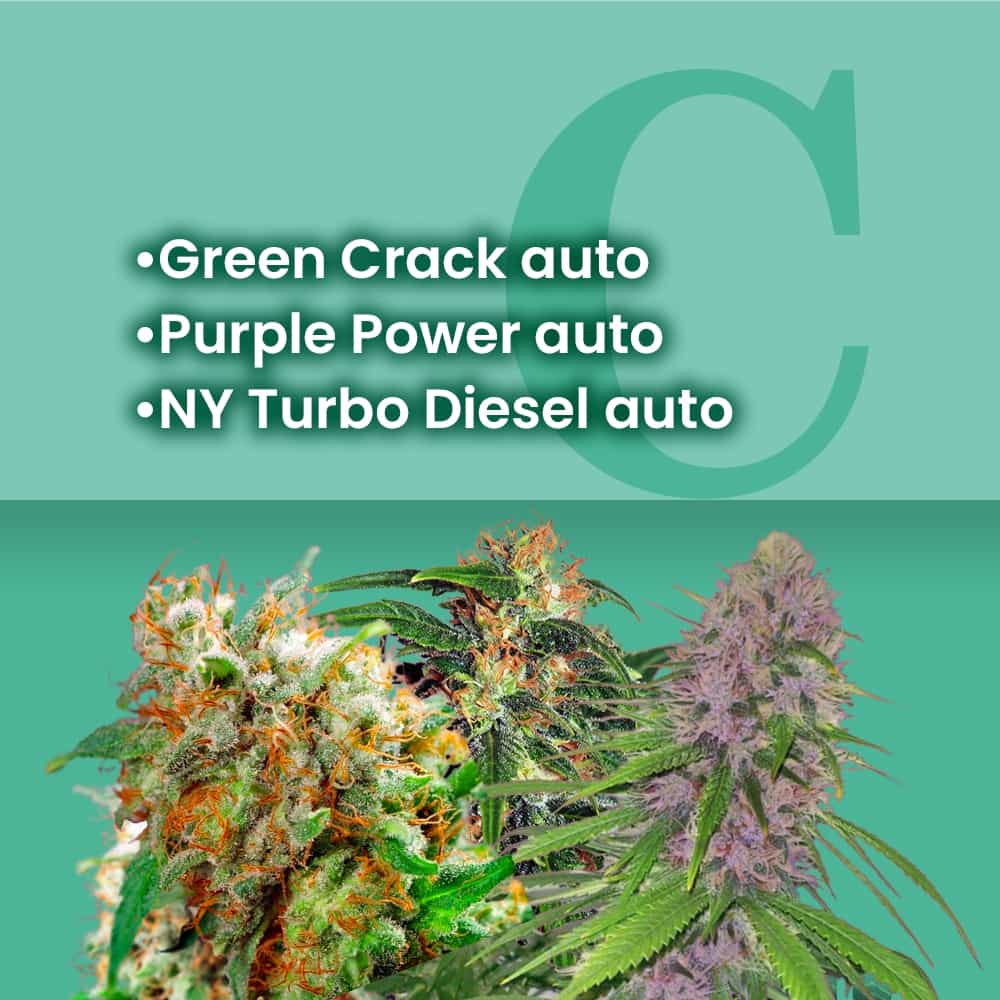 Sativa Autoflower Combo