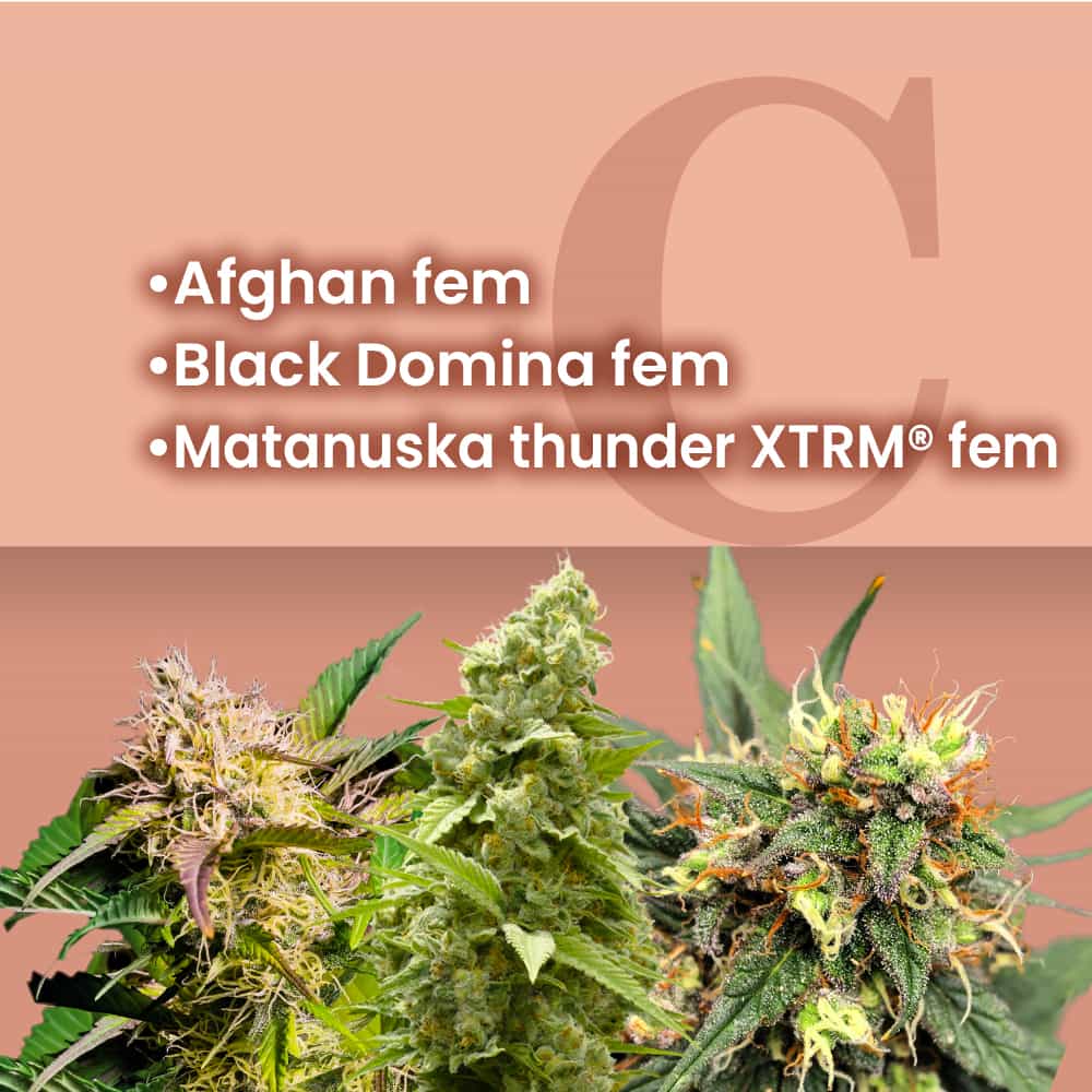 Space Bucket Feminized Combo