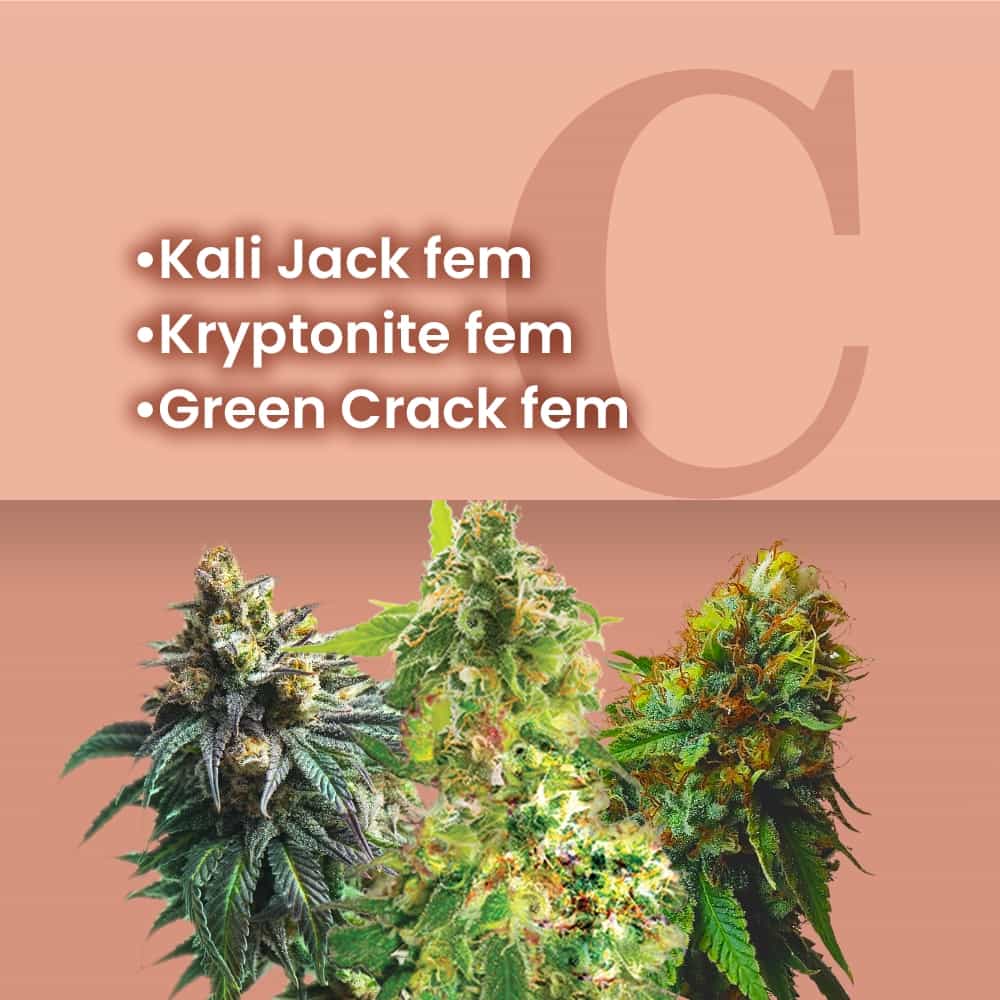 Heavy Duty Feminized Combo