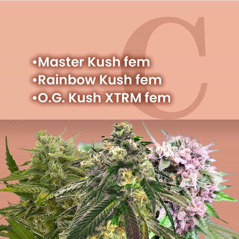 King Kush Feminized Combo