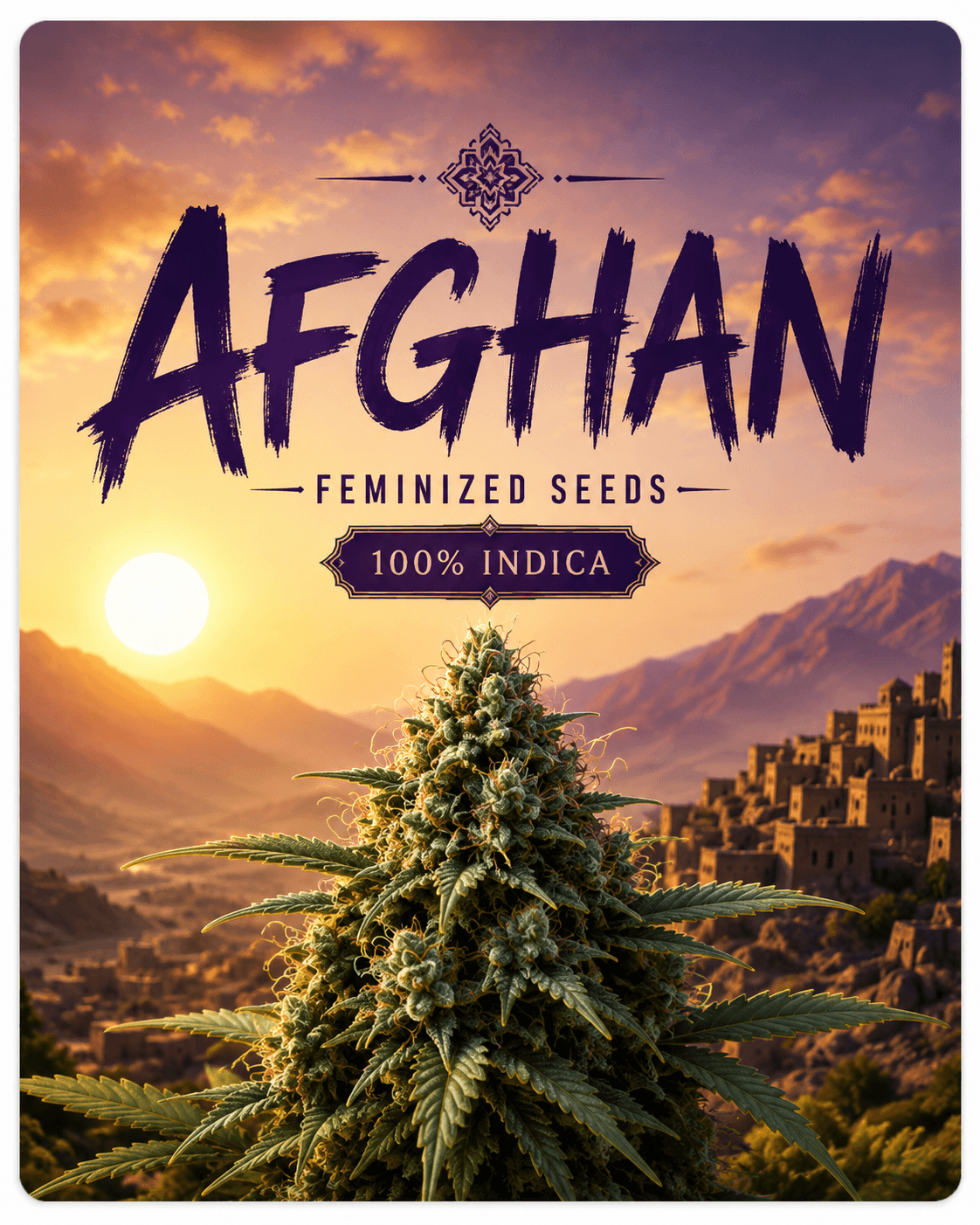 Afghan Feminized Seeds