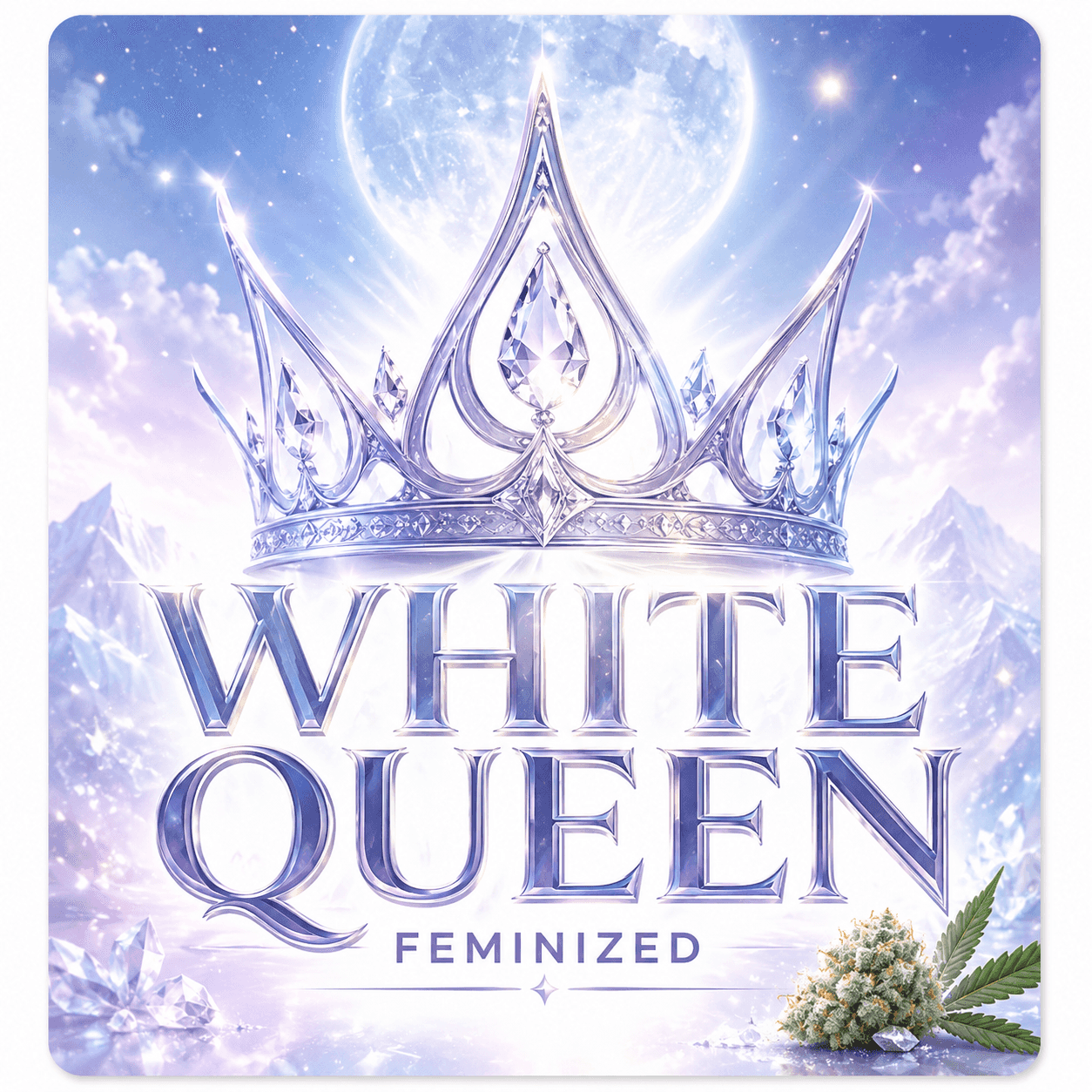 White Queen Feminized Seeds: Your Royal Highness