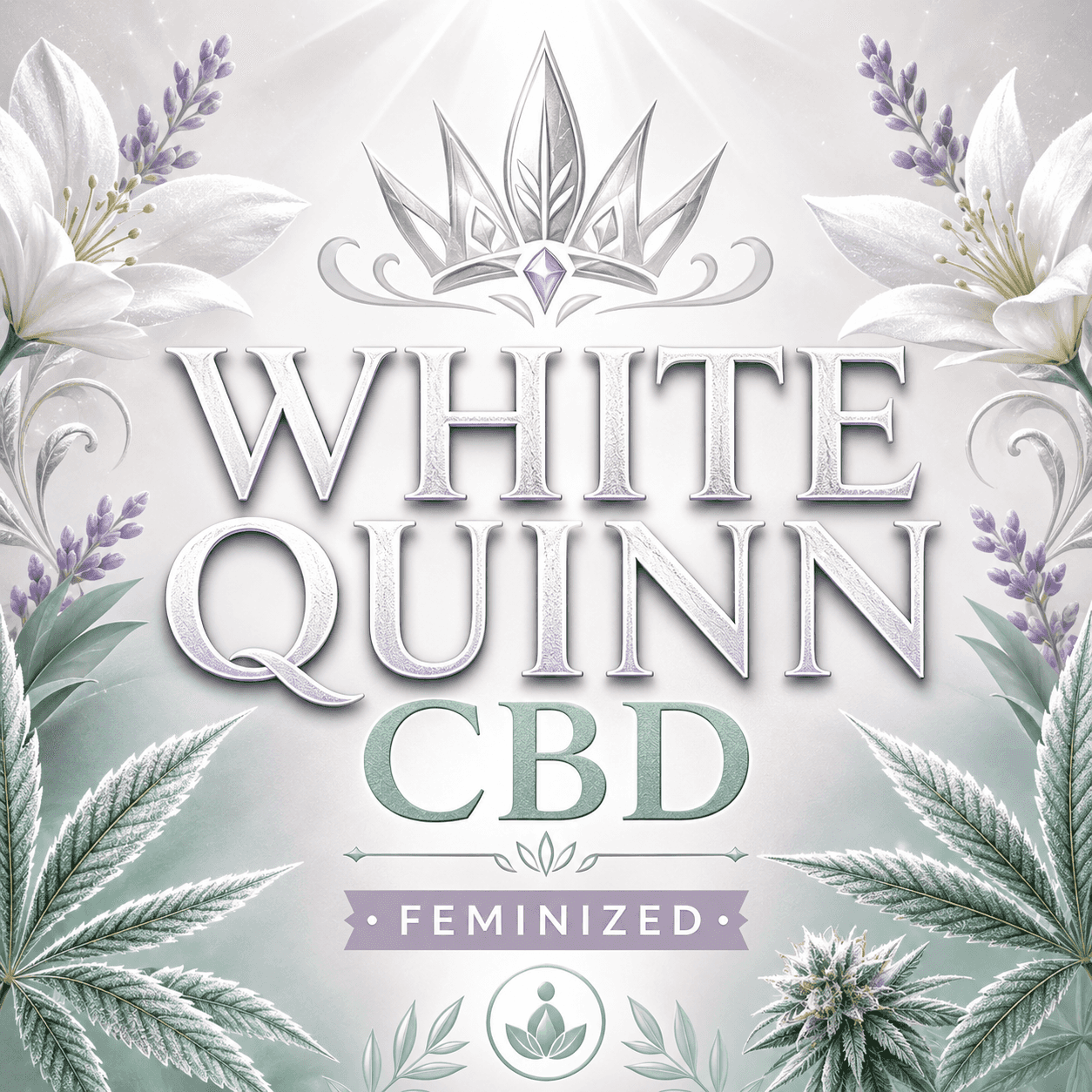 White Quinn CBD Feminized Marijuana Seeds