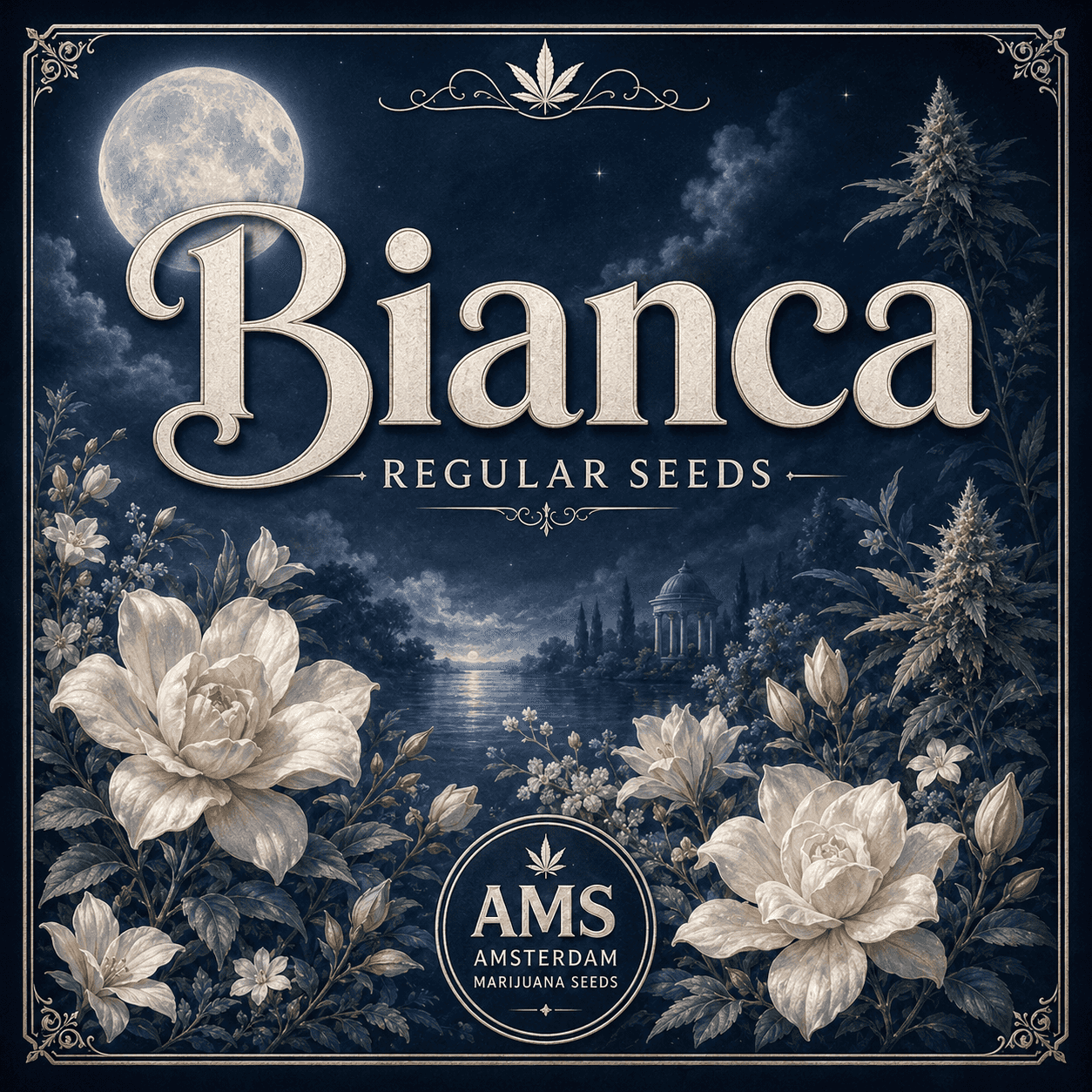 Bianca Regular Seeds