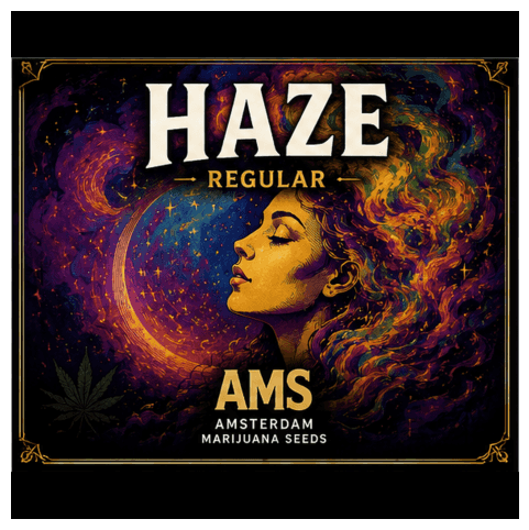 Haze Regular Seeds