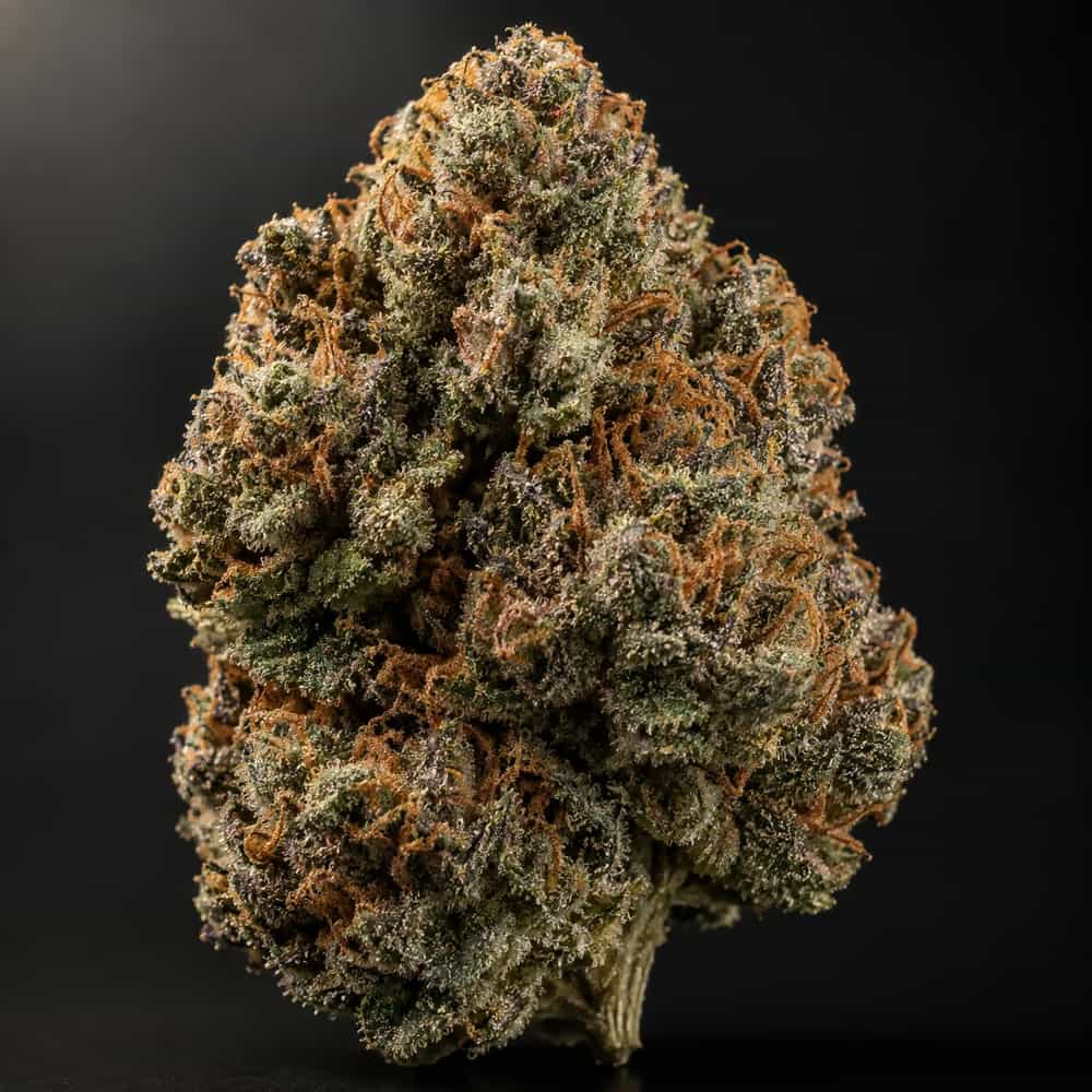 Afghan Autoflower Samen
