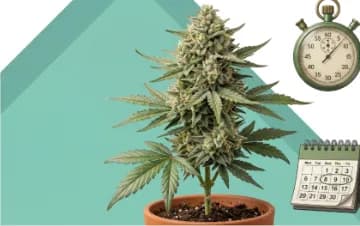 Autoflower seeds