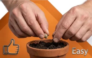 Beginner seeds