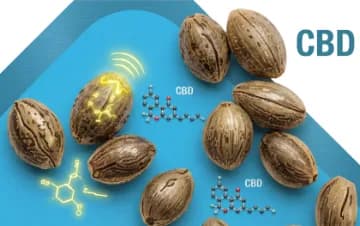 High CBD seeds