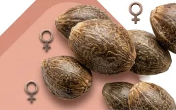 Feminized seeds
