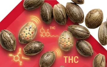 High THC seeds