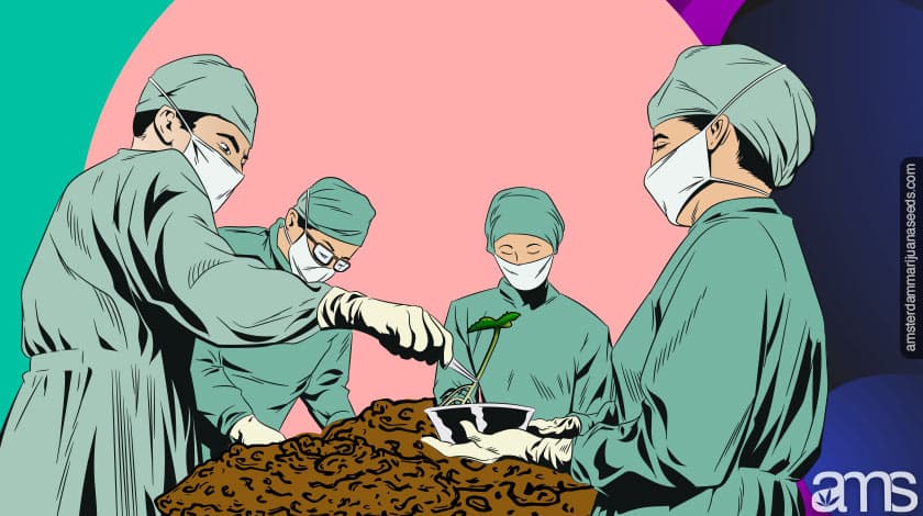 Transplanting a germinated cannabis seedling