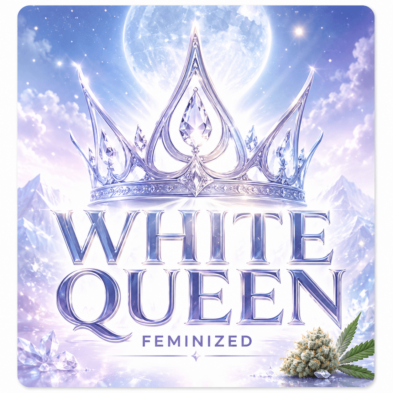 Graines féminisées White Queen : Son Altesse Royale - photo 3