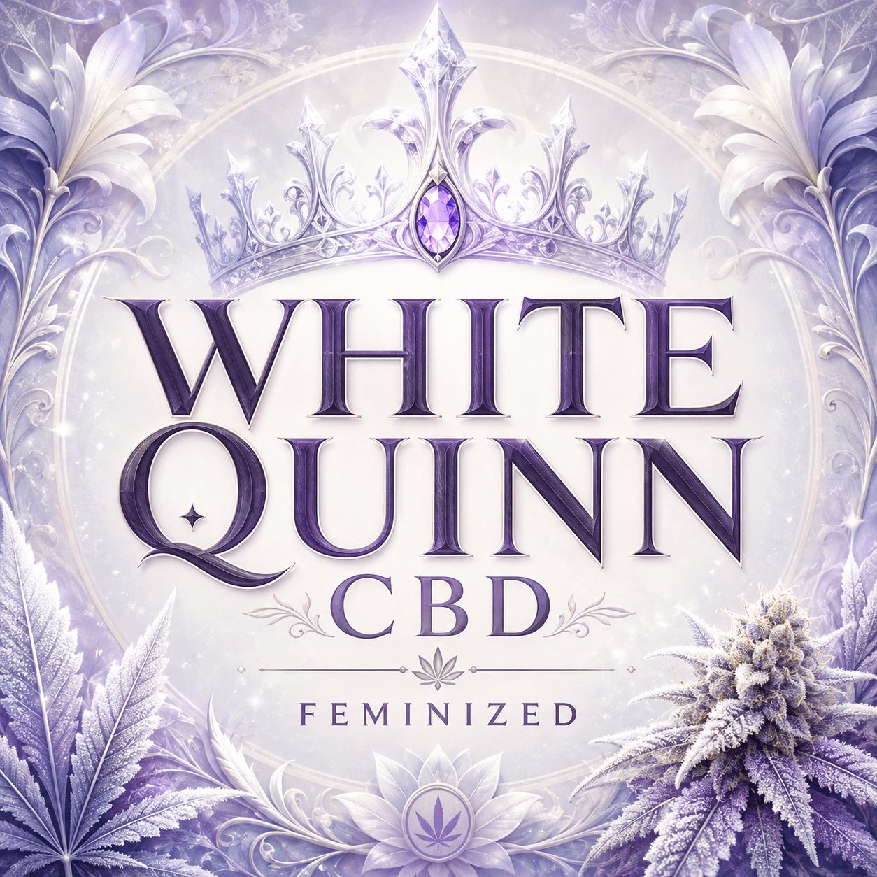 Graines de marijuana féminisées CBD White Quinn - photo 2
