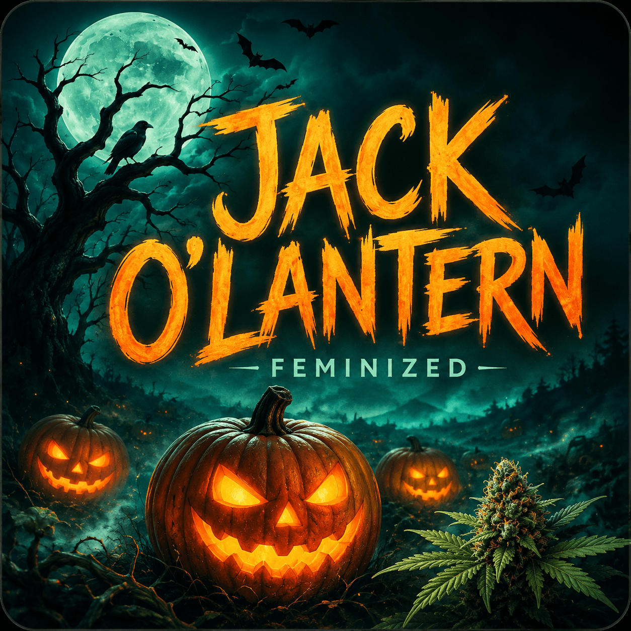 Graines féminisées Jack O’Lantern - photo 4