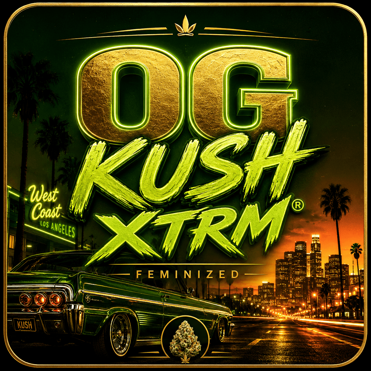 OG Kush XTRM ® Graines féminisées - photo 5
