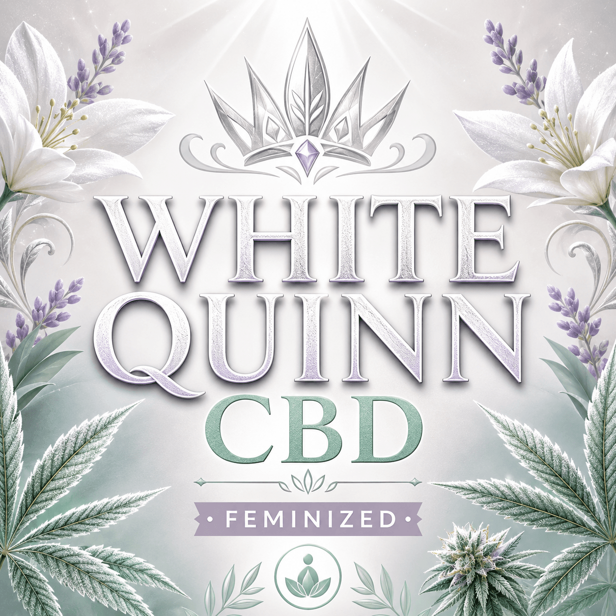 Graines de marijuana féminisées CBD White Quinn - photo 3