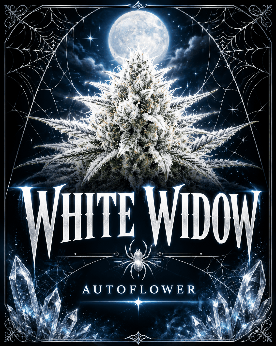 Graines à autofloraison White Widow - photo 4