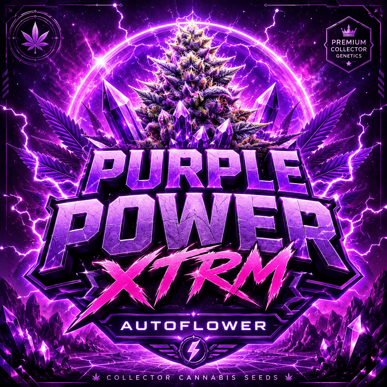 Purple Power XTRM Autoflower Seeds - photo 7
