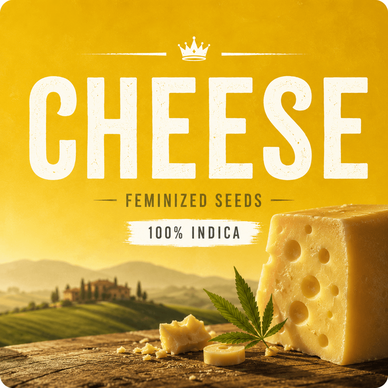 Graines féminisées Cheese - photo 4