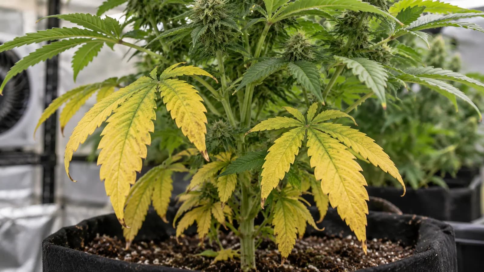 Cannabis Leaf Problems: Yellow, Curling, Drooping, Spots