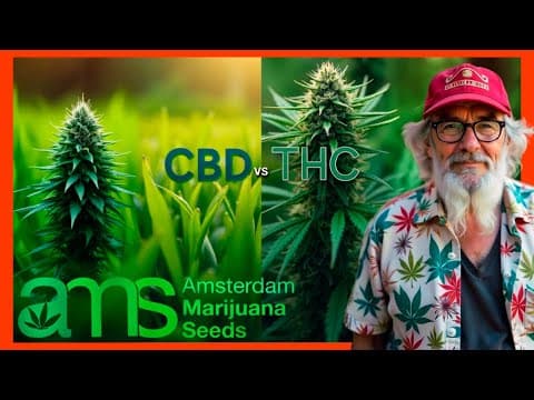 CBD vs THC: Essential Differences