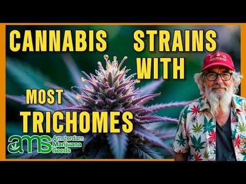 Cannabis Strains with the Most Trichomes: Maximum Potency and Sticky Resin