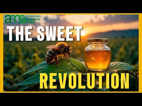 Training Bees for Cannabis Honey: Nature’s Secret to Wellness