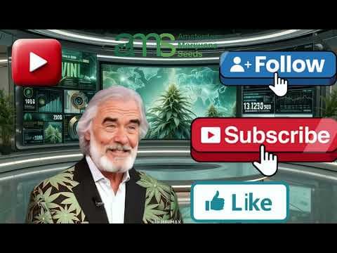 AMS Cannabis: Your Window to Cannabis Culture