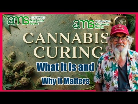 Curing Cannabis: How Long & Why It Matters