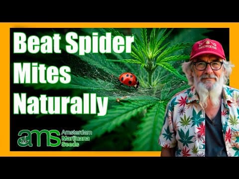 Eco Pest Control: Beat Spider Mites with Ladybirds on Your Cannabis