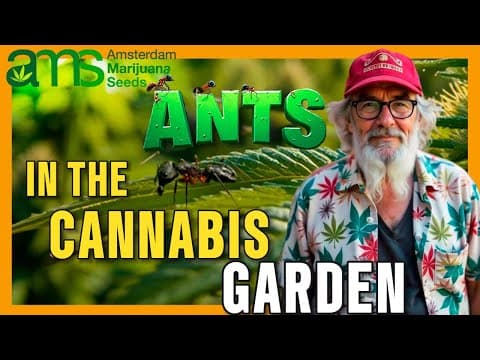 Are Ants Harmful to Cannabis Plants? Uncovering the Truth