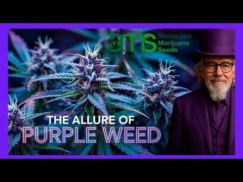 Purple Weed: Vivid Colours, Unique Flavour & High Potency