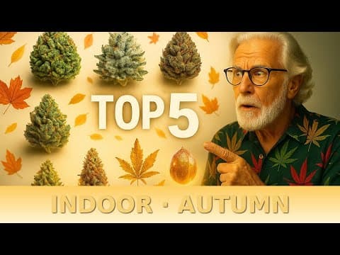 5 Best Cannabis Strains to Plant Indoors This Autumn
