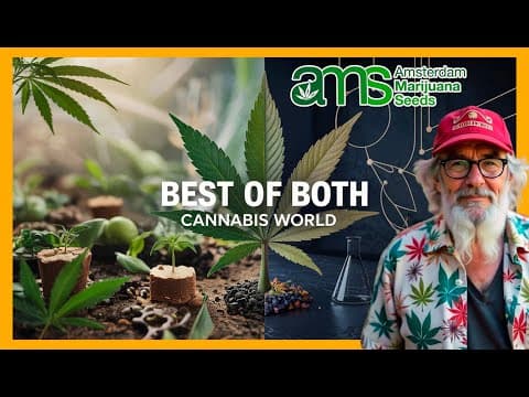 Hybrid vs. Indica and Sativa | Why Are Hybrids Dominating the Cannabis Game?