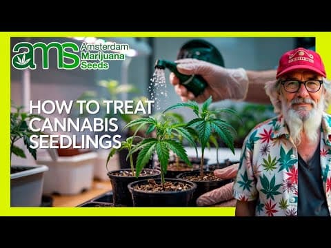 How to Care for Cannabis Seedlings: Expert Guide for a Successful Crop