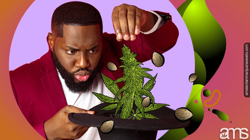 Der Keimungsprozess von Cannabissamen