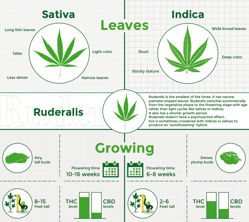 Jämförelse av växtformer hos sativa, indica och ruderalis