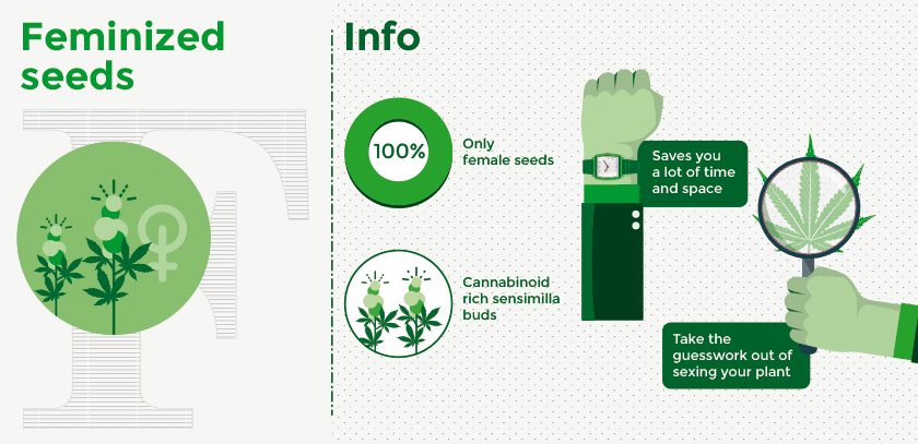 Semillas de cannabis feminizadas