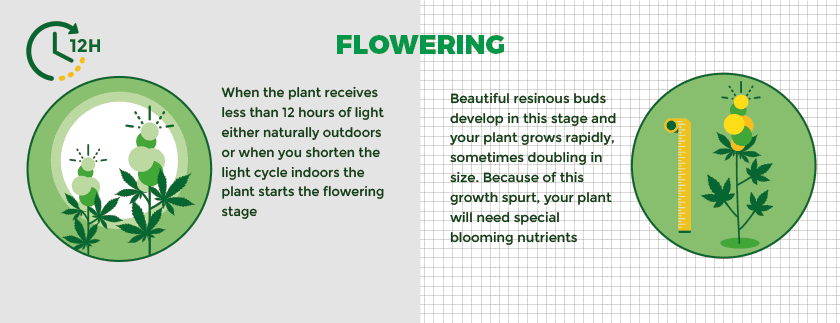 Plant de cannabis en phase de floraison