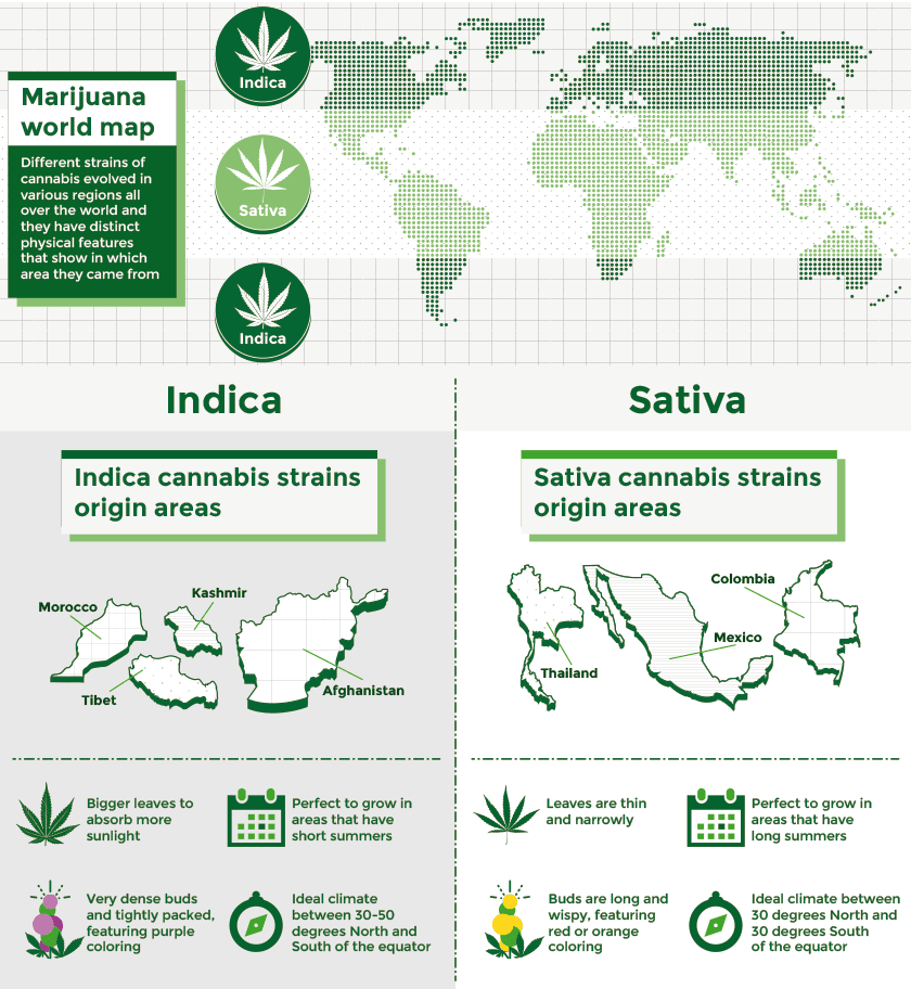 Indica and Sativa leaf shapes compared