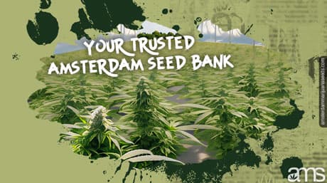 AMS: Banco de semillas de Ámsterdam desde 1996
