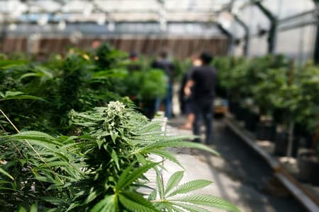 Marihuana: medisch, industrieel en juridisch perspectief