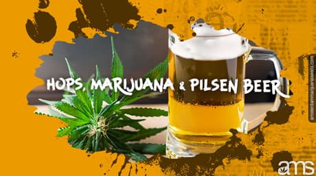 De Tsjechische saga van hop, marihuana en pilsener bier