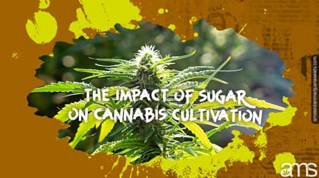 De impact van suiker op de cannabisteelt