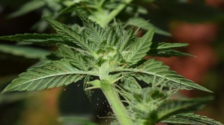 Spintmijten: voorkomen, beheersen en beschermen van cannabisgewassen