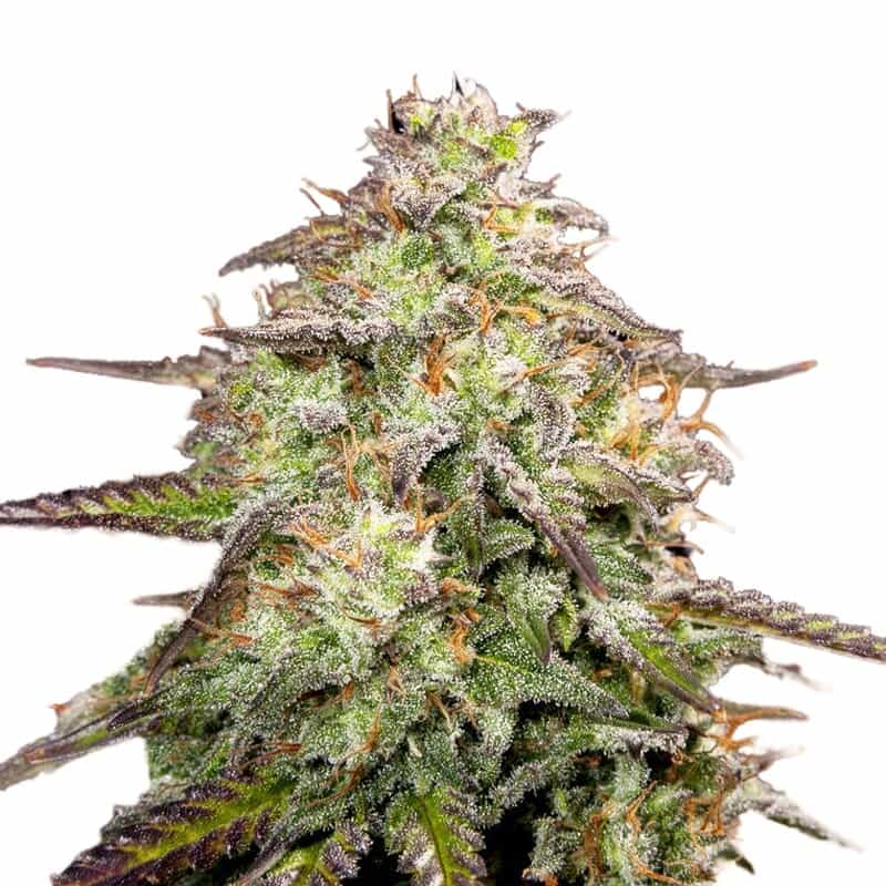 MOAB – Mother of All Buds ® Autoflower Seeds