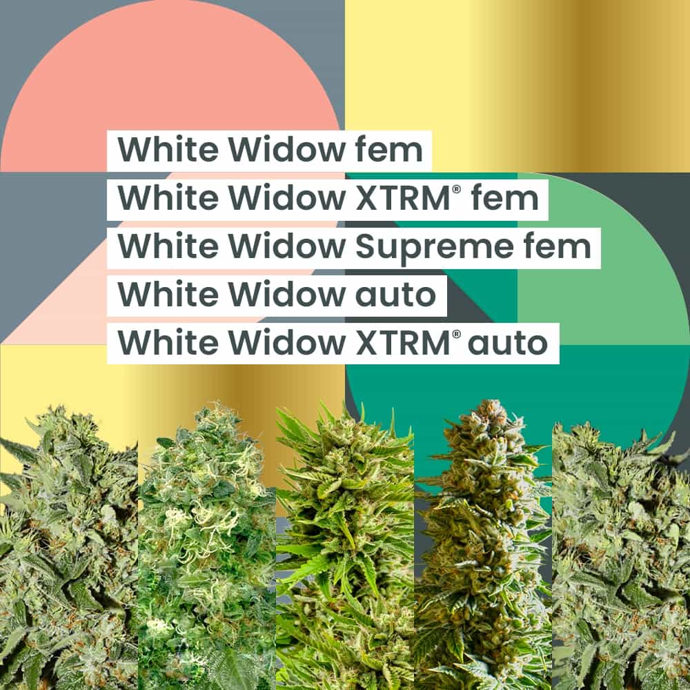 AMS White Widow 25-jarig jubileumcombo